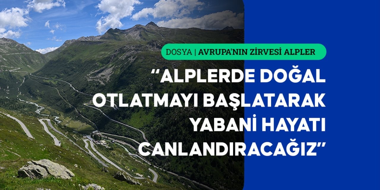 Alplerde Otlatmanın Yeniden Başlatılması Daha Dirençli Ekosistemler Sağlayabilir