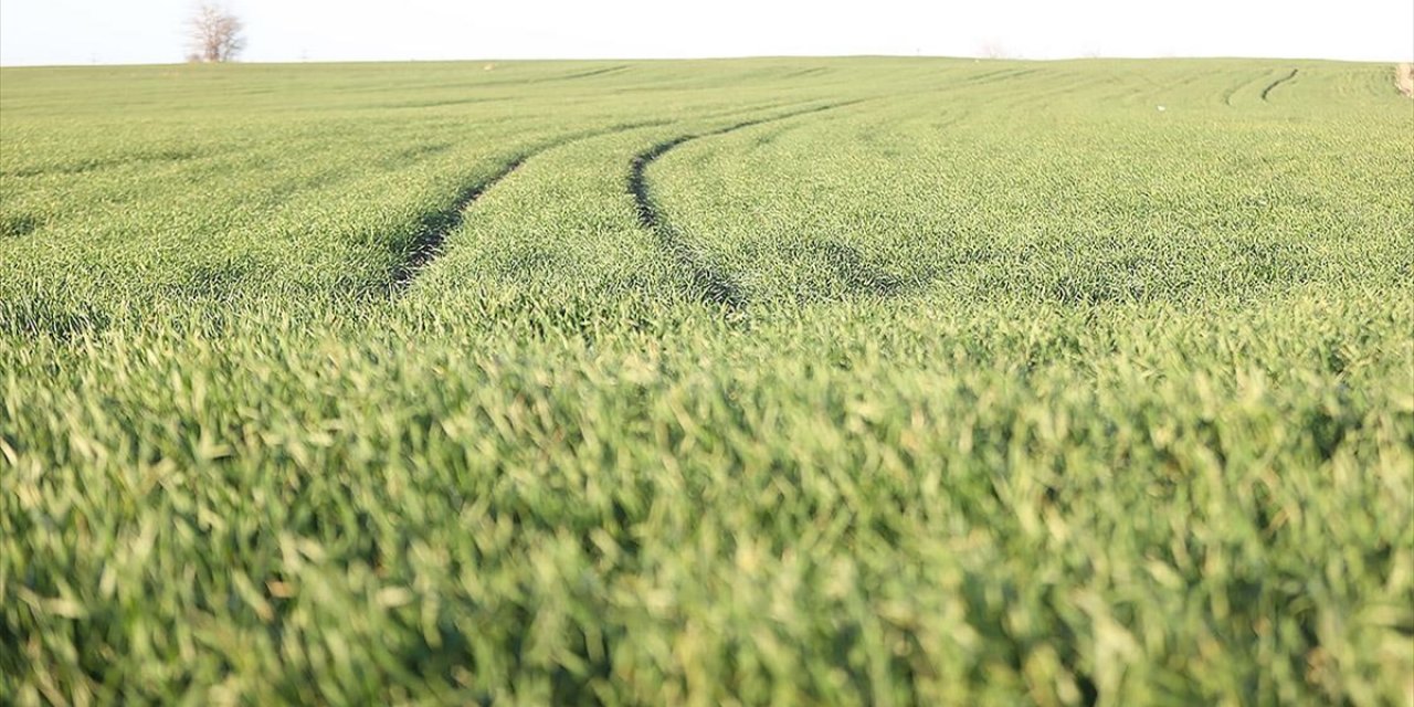 Trakya'da Bu Sene Buğday Erken Boy Attı