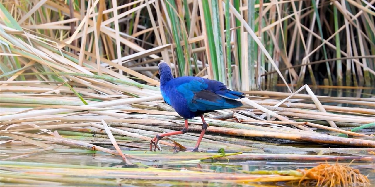 Nadir Görülen Saz Horozları Mersin'deki Göksu Deltası'nda Kayda Alındı