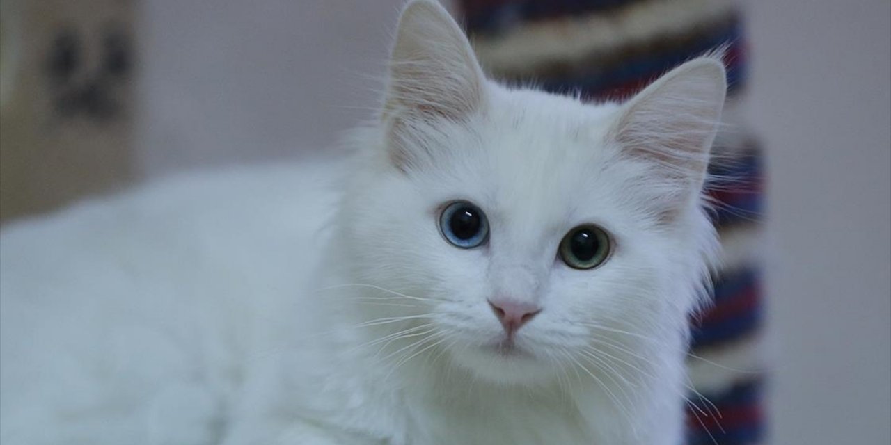 Koruma Altındaki Van Kedileri Bu Yıl 120 Yavru Doğurdu