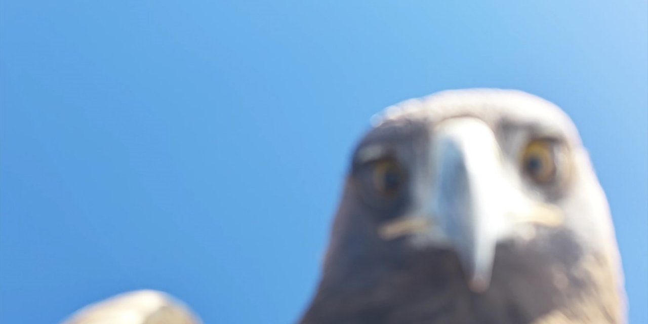 Tunceli'de Kartalın "Dron Avı"na Tanıklık Eden Doğa Tutkunu O Anları Anlattı