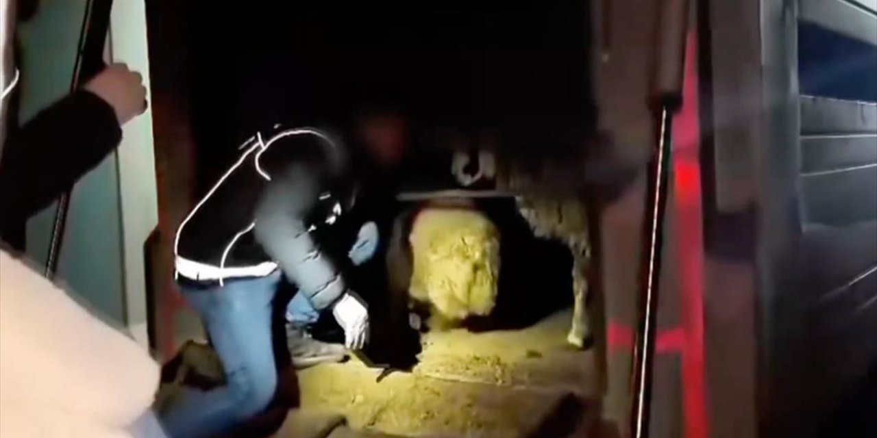 Siirt'te Hayvanların Karın Boşluklarına Uyuşturucu Gizleyen 2 Şüpheli Gözaltına Alındı