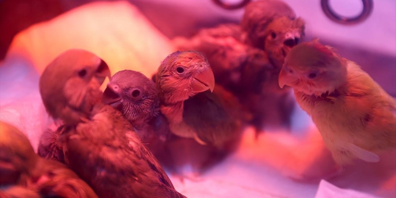 El Konulan Cennet Papağanı Yavrularına Doğal Yaşam Parkında Özenle Bakılıyor