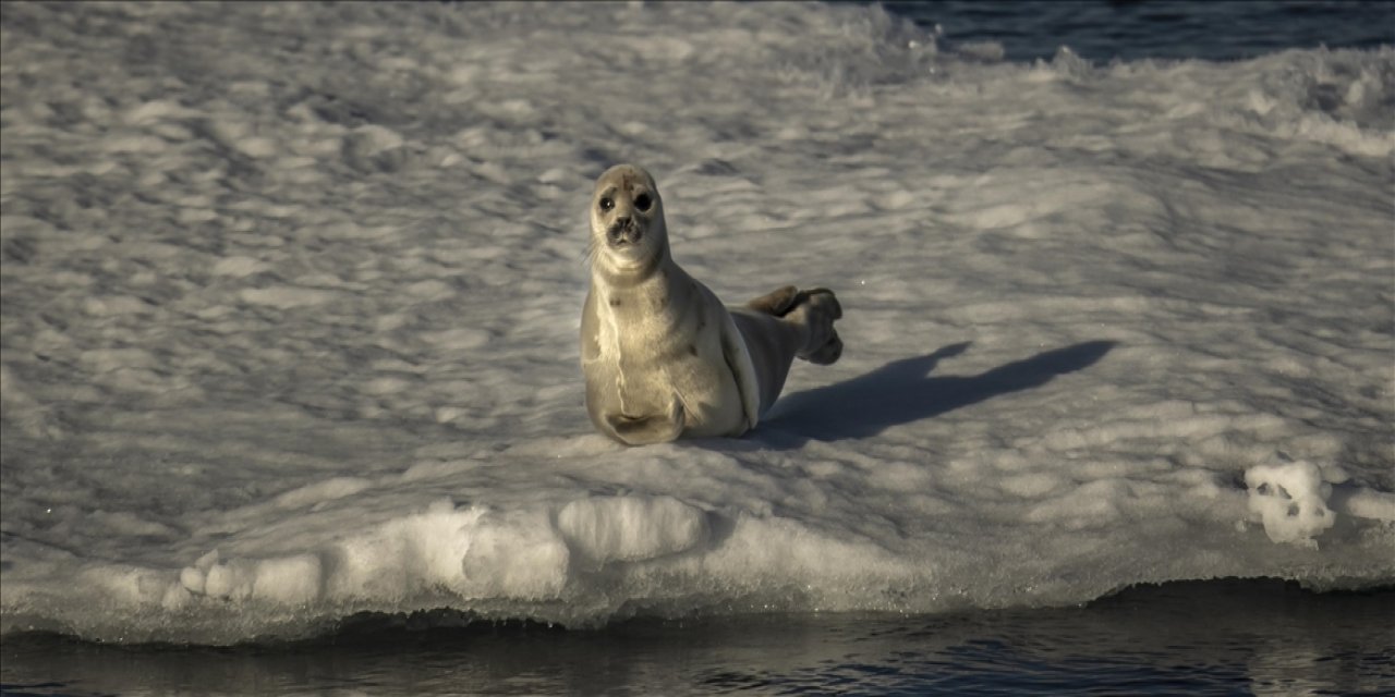 Arktik'te Yükselen Sıcaklıklar Fok Neslinin Tükenme Riskini Artırdı