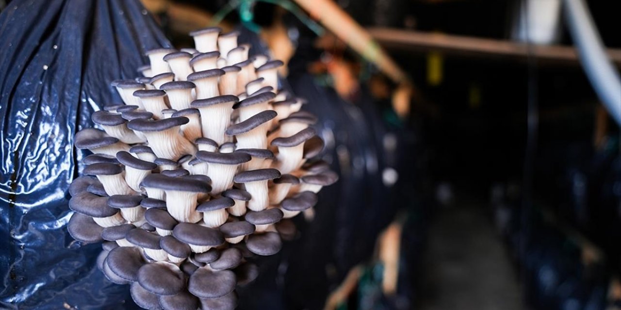 Kurslarla Başlayan Mantar Yetiştiriciliği Güzelbahçe'de Üretim Modeline Dönüştü