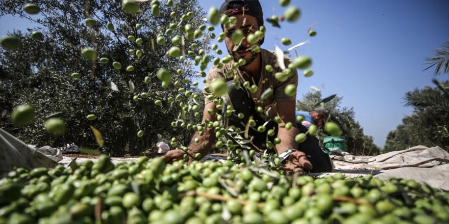 Gazze'de Zeytin Hasadı Başladı: Bu Yılki Rekoltenin 30 Bin Ton Olması Bekleniyor