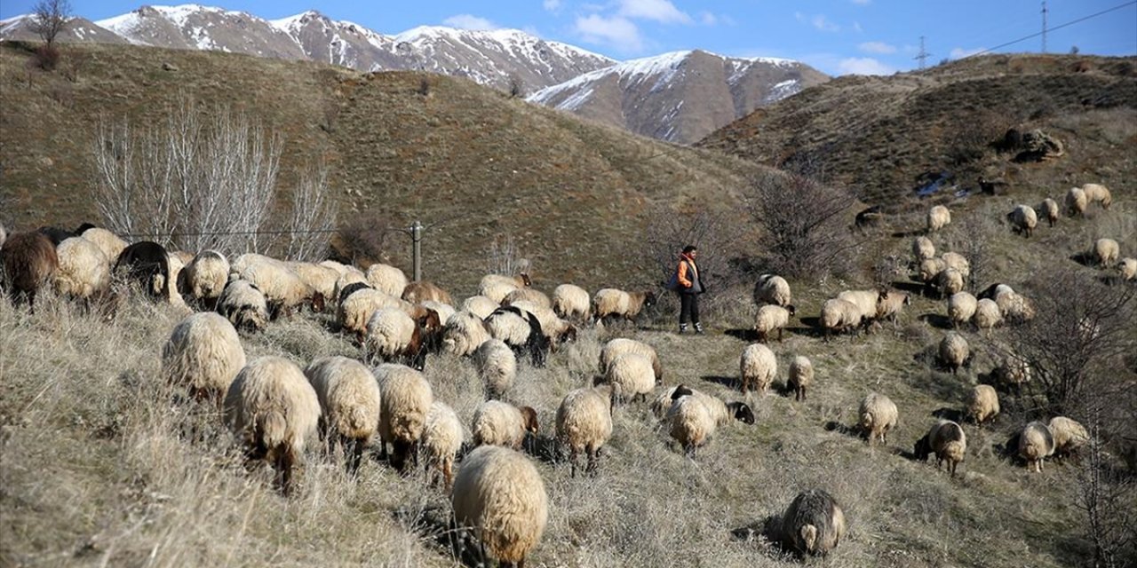 Bitlisli Besiciler Kar Yağmayınca Hayvanlarını Merada Otlatarak Yemden Tasarruf Ediyor