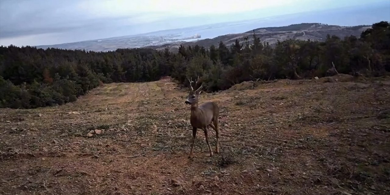 Tekirdağ'da Yaban Hayatı Fotokapanla Görüntülendi