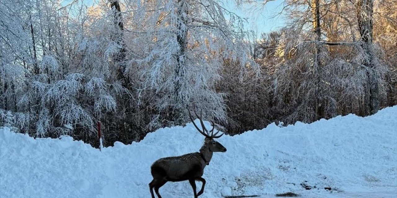 Kocaeli'de Karla Kaplanan Yaylada Gezen Kızıl Geyik Görüntülendi