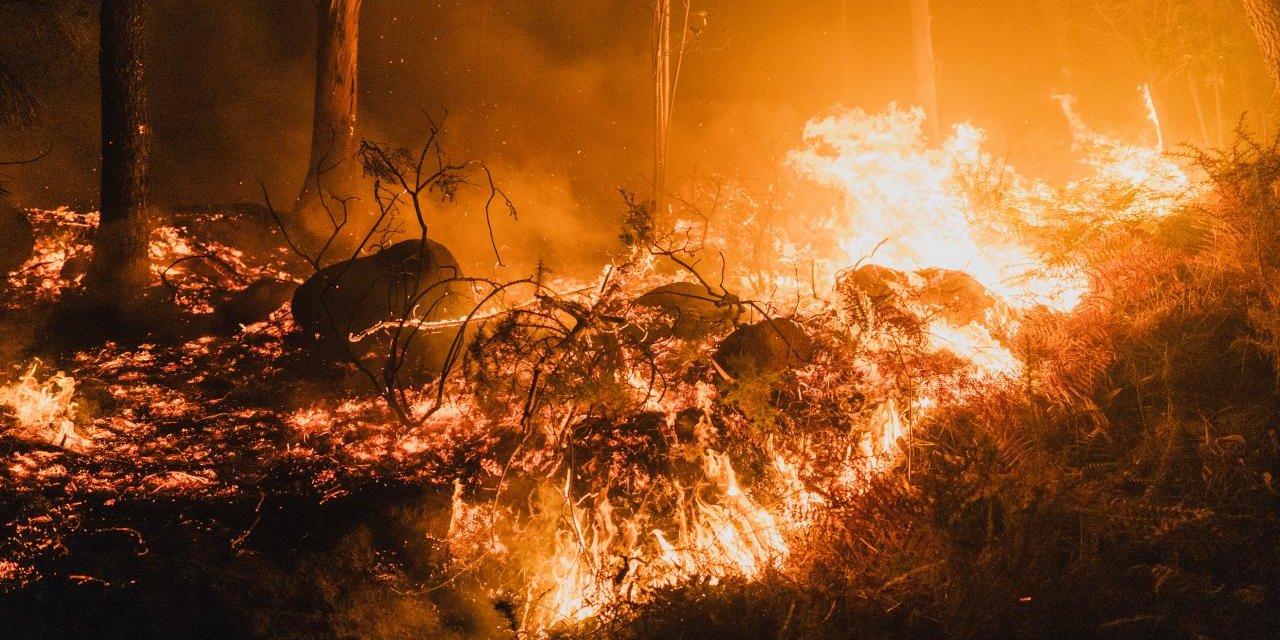 AB Ormanları 2025'teki Yangınlarda Kayıtlardaki En Büyük Kaybı Yaşadı