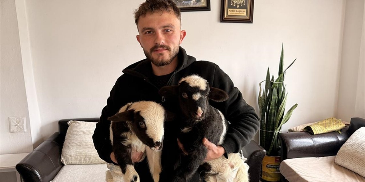 Samsun'da Biri Ayağı Kırık İki Kuzusuna Evinde Özenle Bakıyor