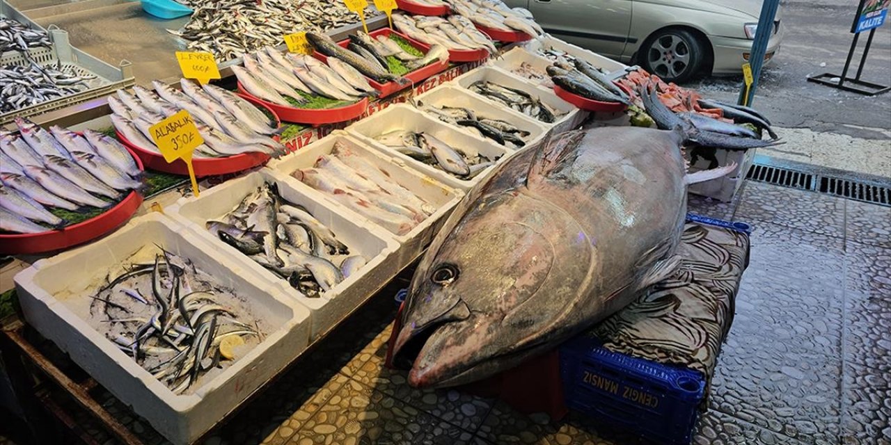 Atlantik Okyanusu'nda Tutulan 287 Kilogramlık Orkinos Vatandaşların İlgi Odağı Oldu