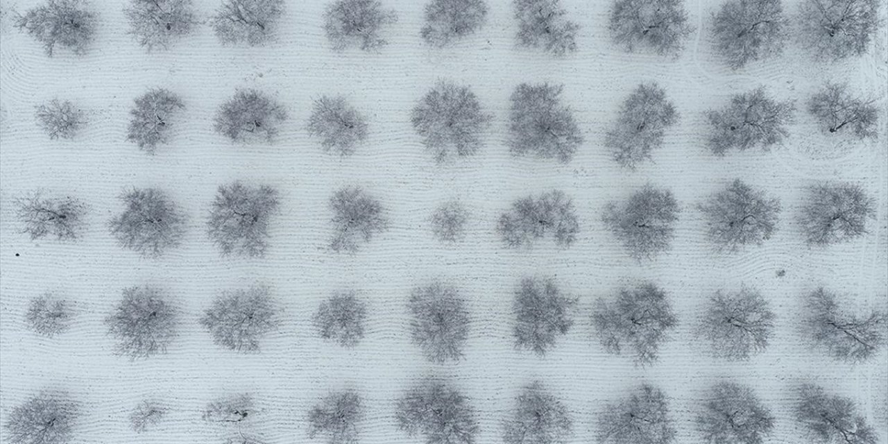 Malatya'da Kayısı Bahçeleri Beyaz Örtüyle Kaplandı