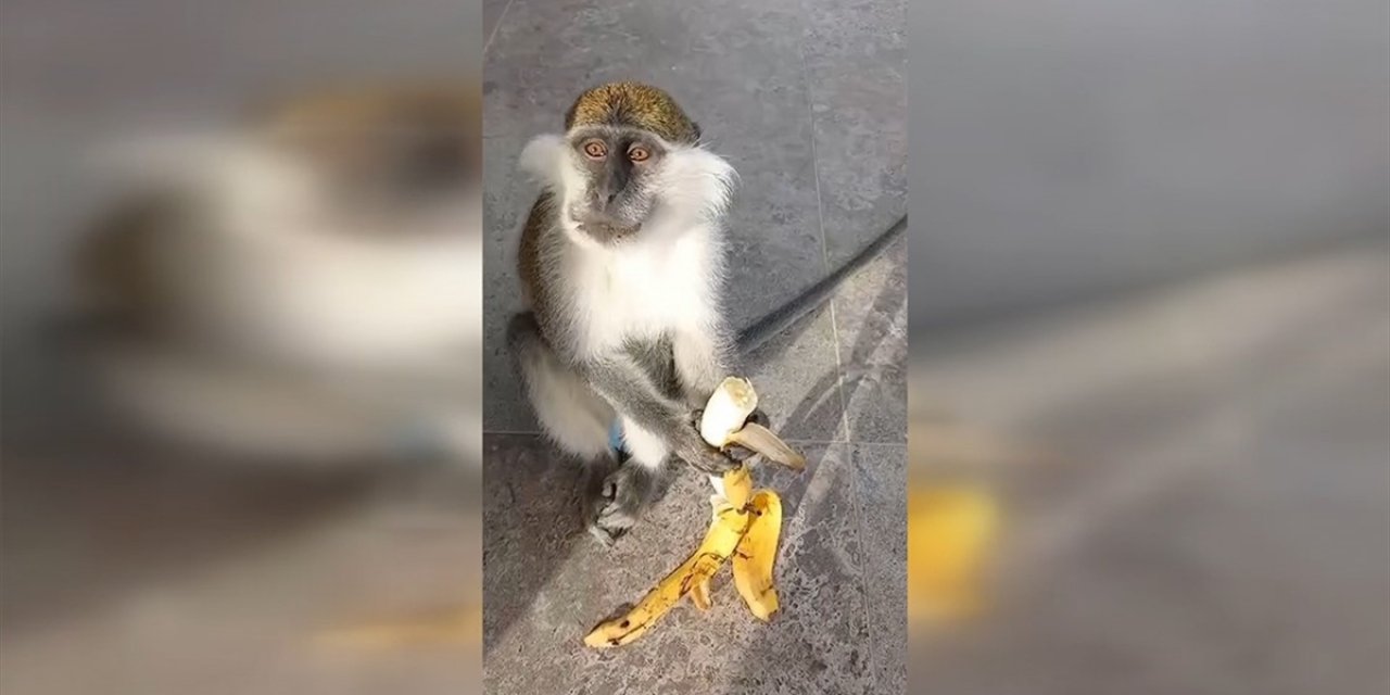 Giresun'da Hayvanat Bahçesinden Kaçan Maymun Yakalandı