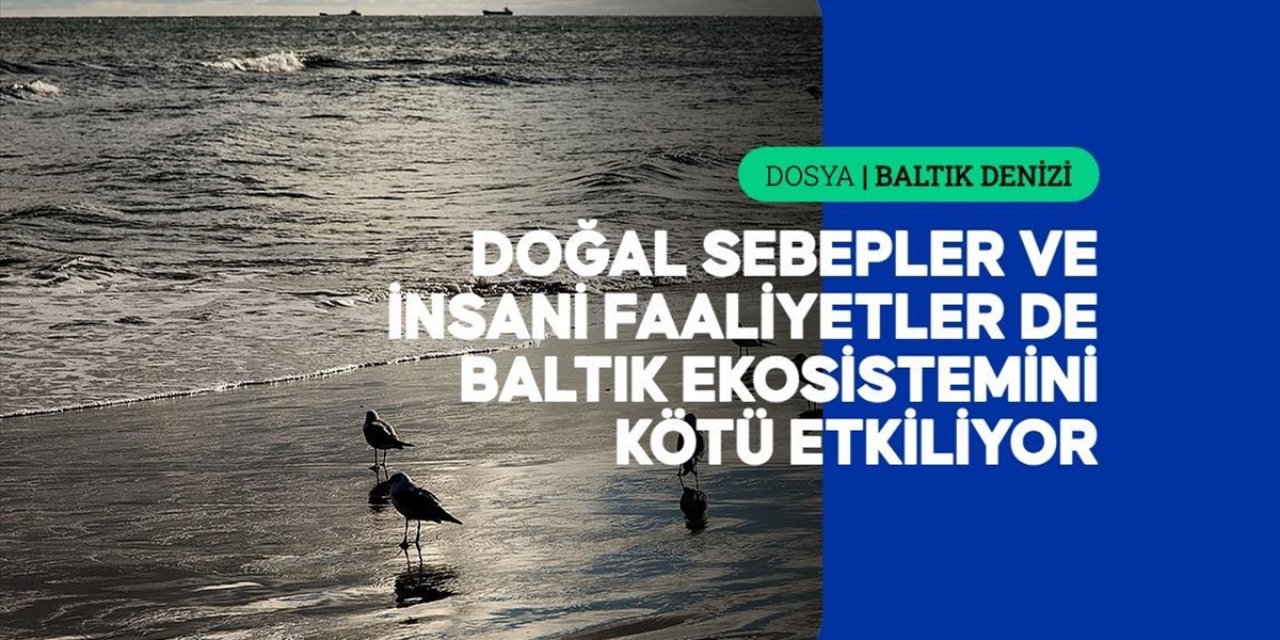 Küresel Isınma ve İnsani Atıklar Baltık Denizi'ndeki Doğal Hayatı Durma Noktasına Getiriyor