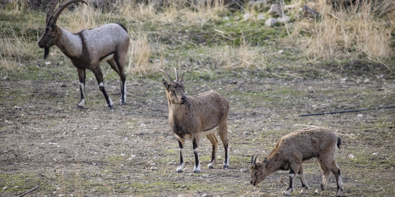 Tunceli'de Zirvelerden İnen Yaban Keçileri Çemişgezek İlçesinde Güvenle Yaşıyor