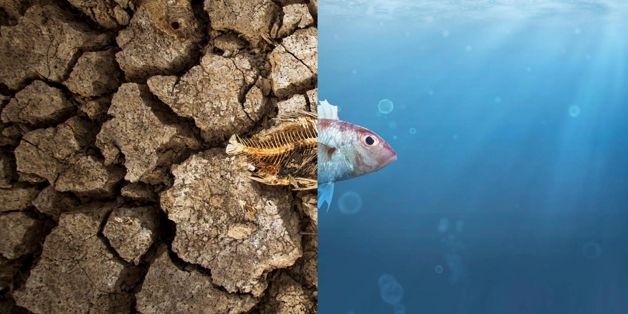 Küresel Isınmayla Denizlerdeki Balık Stoku Uluslararası Sulara Kayabilir