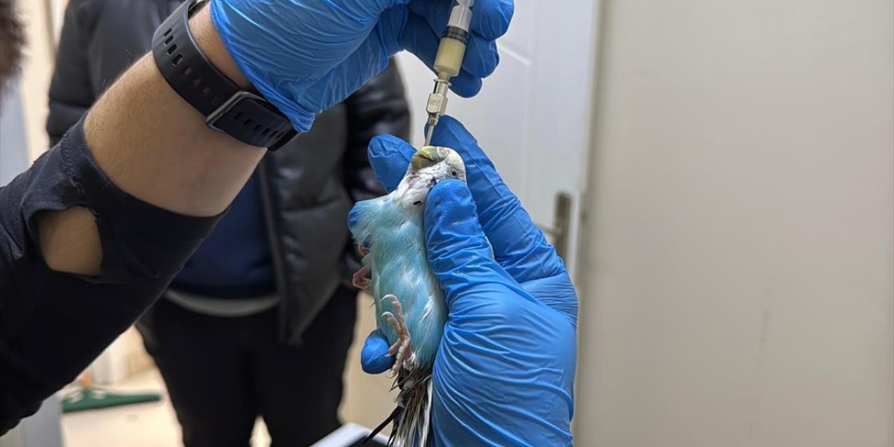Kuşlara Duyduğu Sevgiyle "Kuş Hekimi" Oldu