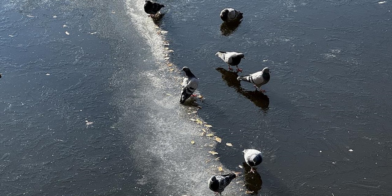 Eskişehir'de Güvercinler Porsuk Çayı'nın Buz Tutan Yüzeyinde Yiyecek Aradı
