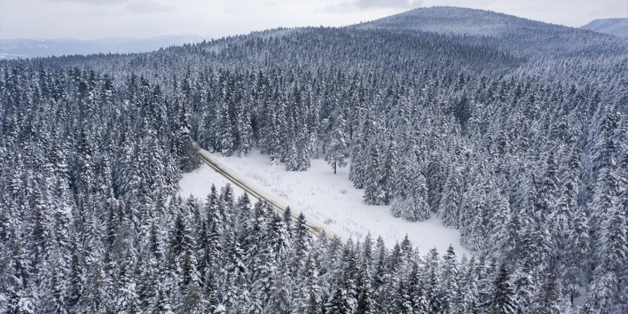 Bolu'da Karla Kaplı Çam Ağaçları Havadan Görüntülendi