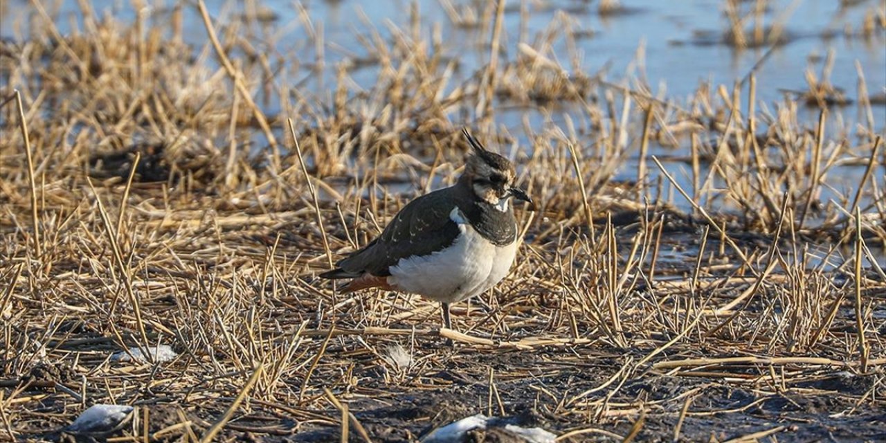 Ağrı Dağı'nın Eteklerinde Dondurucu Soğuklara Rağmen 35 Kuş Türü Yaşıyor