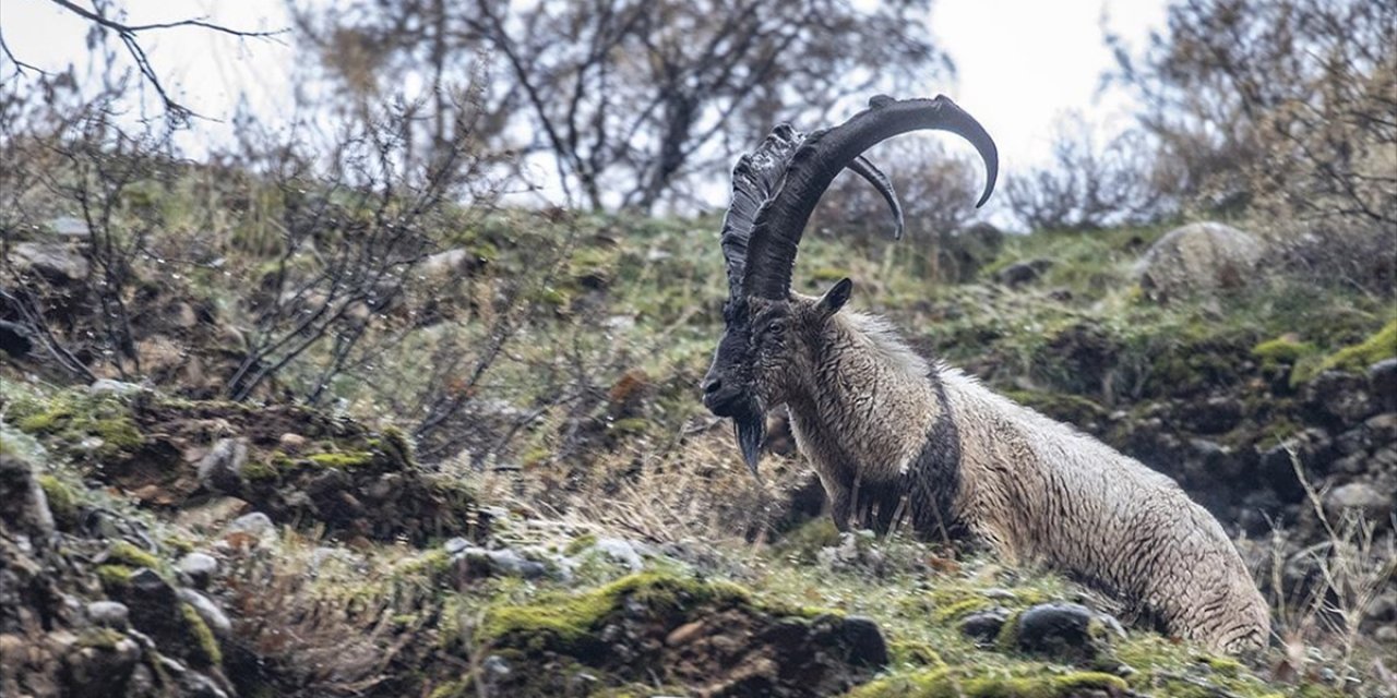 Fotoğrafçılar ve Belgeselciler Tunceli Kırsalında Yaban Keçilerinin İzini Sürüyor