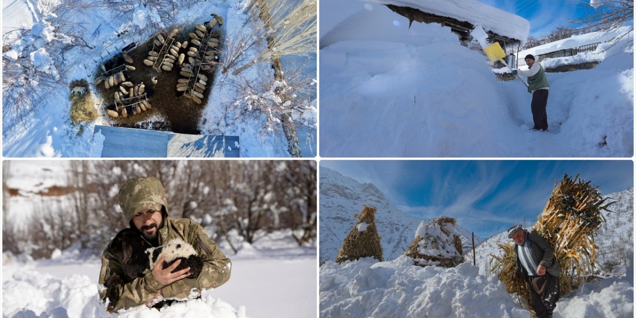 Kar Kalınlığının Yer Yer 2 Metreyi Aştığı Hakkari'de Besiciler Zorlu Mesaide