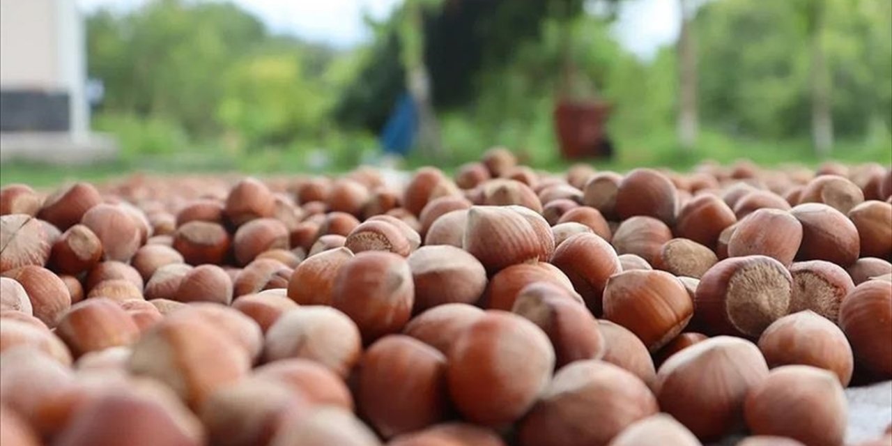 Ticaret Borsalarında Sezonun İlk 4 Ayında 179 Bin Tonu Aşkın Fındık İşlem Gördü