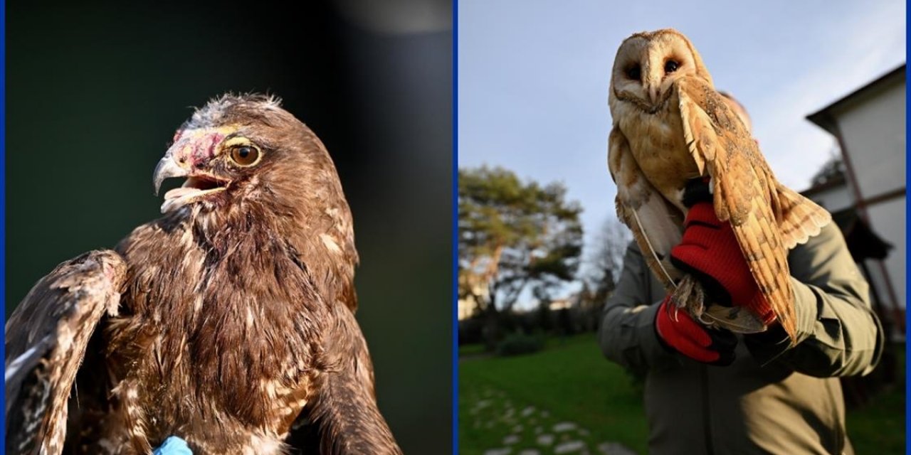 Yaralı Kızıl Şahin ve Soğukta Bitkin Düşen Peçeli Baykuş Doğa Koruma'ya Emanet