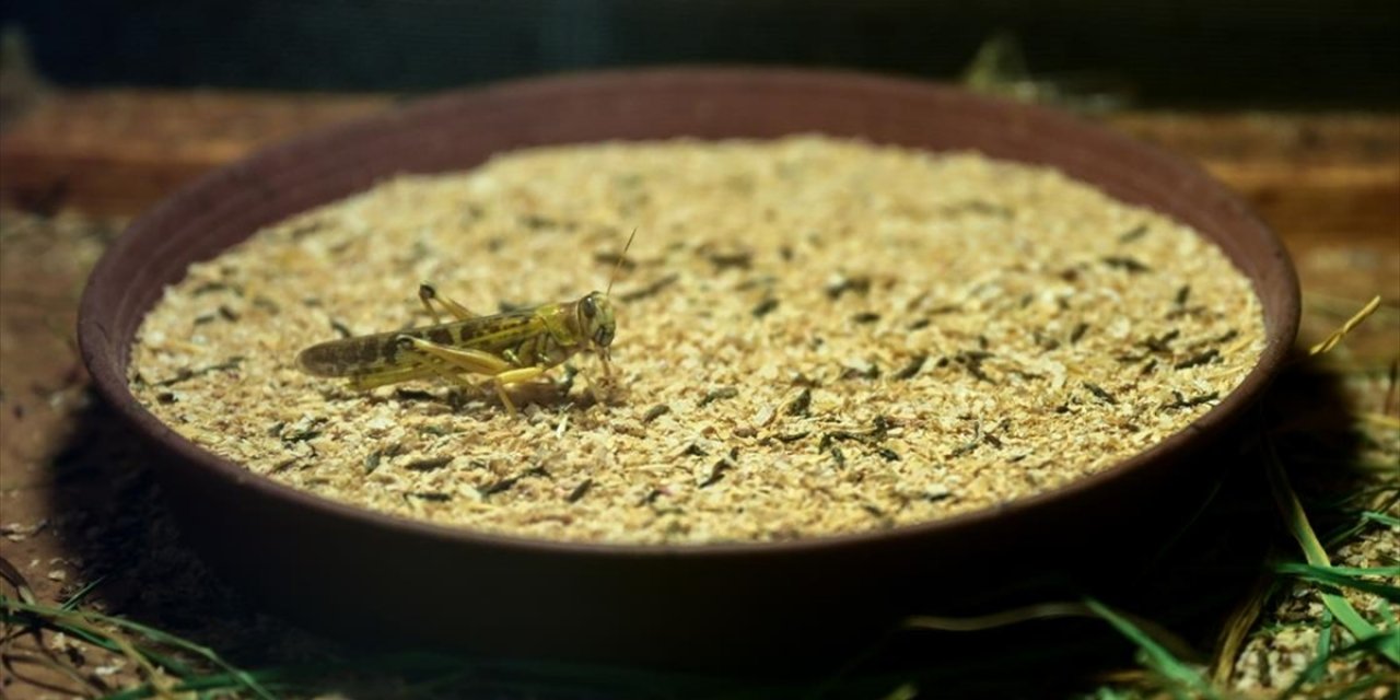 Antalyalı Çiftçi Hem Etçil Hayvanlar Hem de Bilim İçin Böcek Üretiyor