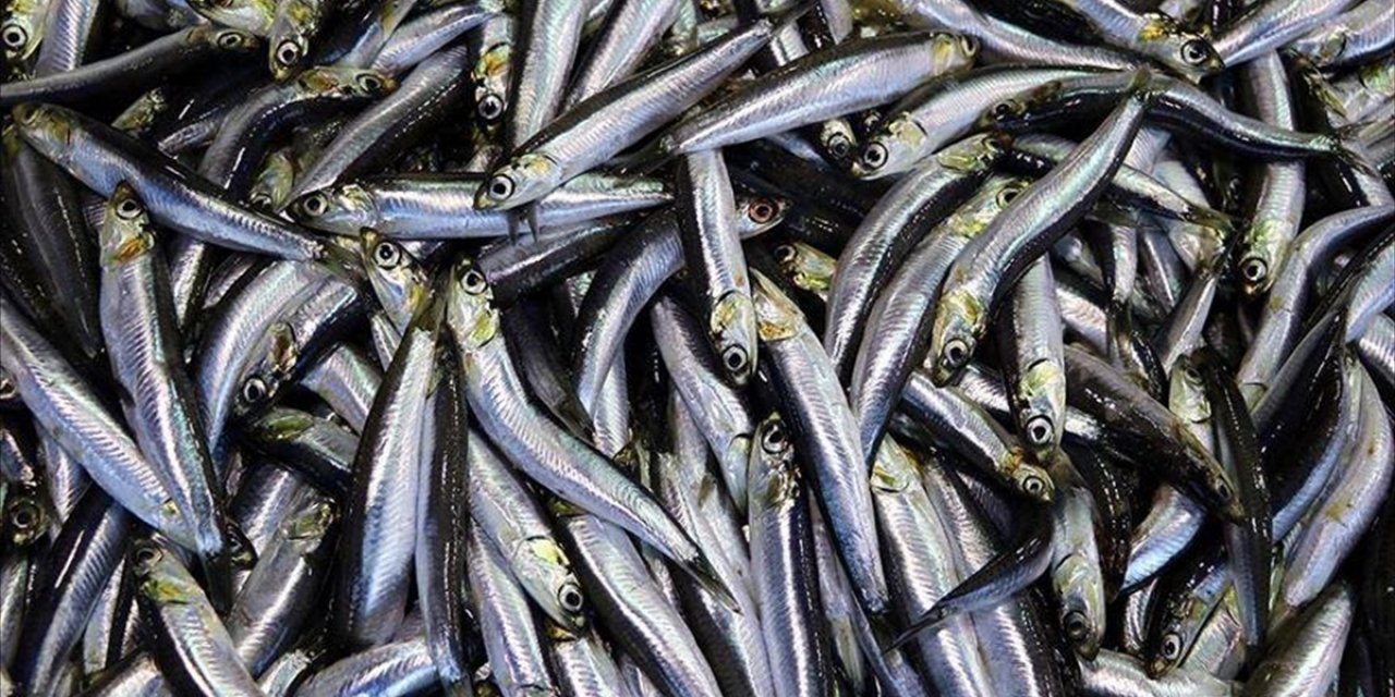 Hamsi 2025 Yılında Palamuttan Tahtını Geri Aldı