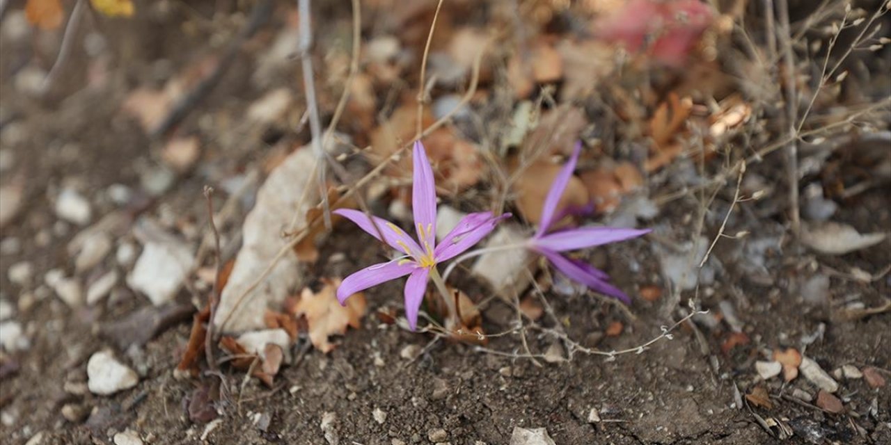 Antalya'daki 5 Antik Kentin Endemik Bitkileri Ziyaretçilere Tanıtılıyor