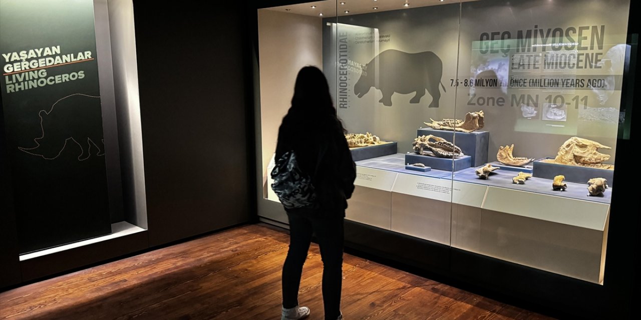 Çankırı Müzesi'ndeki Milyon Yıllık Fosiller Geçen Yıl 39 Bine Yakın Ziyaretçi Çekti