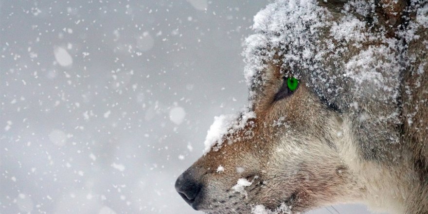 Bestami Bozkurt yazdı: KURTLARI BİTİRMEK