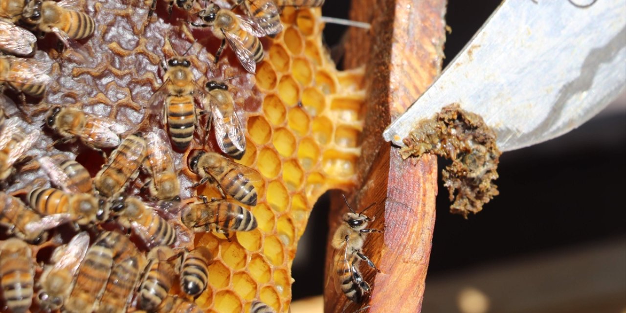 Çocuklarda Propolis Tüketiminin Büyüme Ve Gelişime Etkileri Araştırıldı