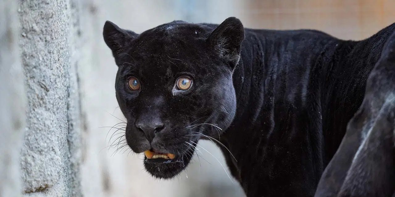 İzmir Doğal Yaşam Parkı'nın Jaguarı Juliet Öldü