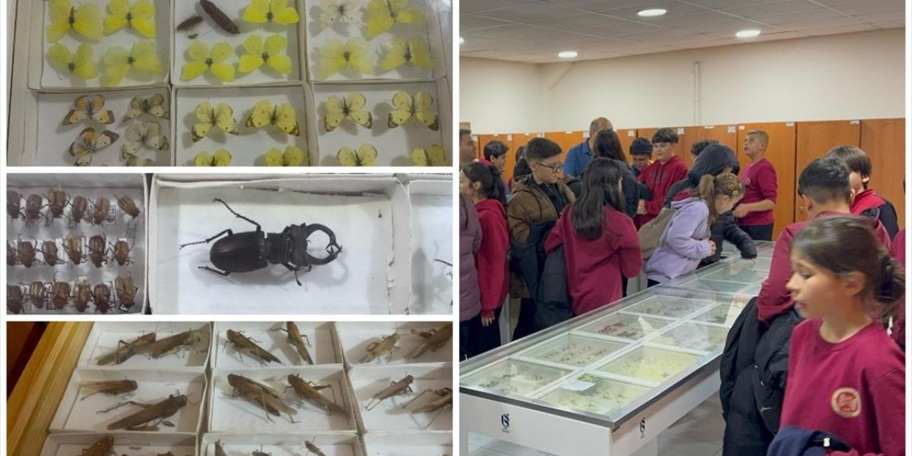 Isparta'daki Böcek Müzesi Bilime ve Doğa Farkındalığına Katkı Sunuyor