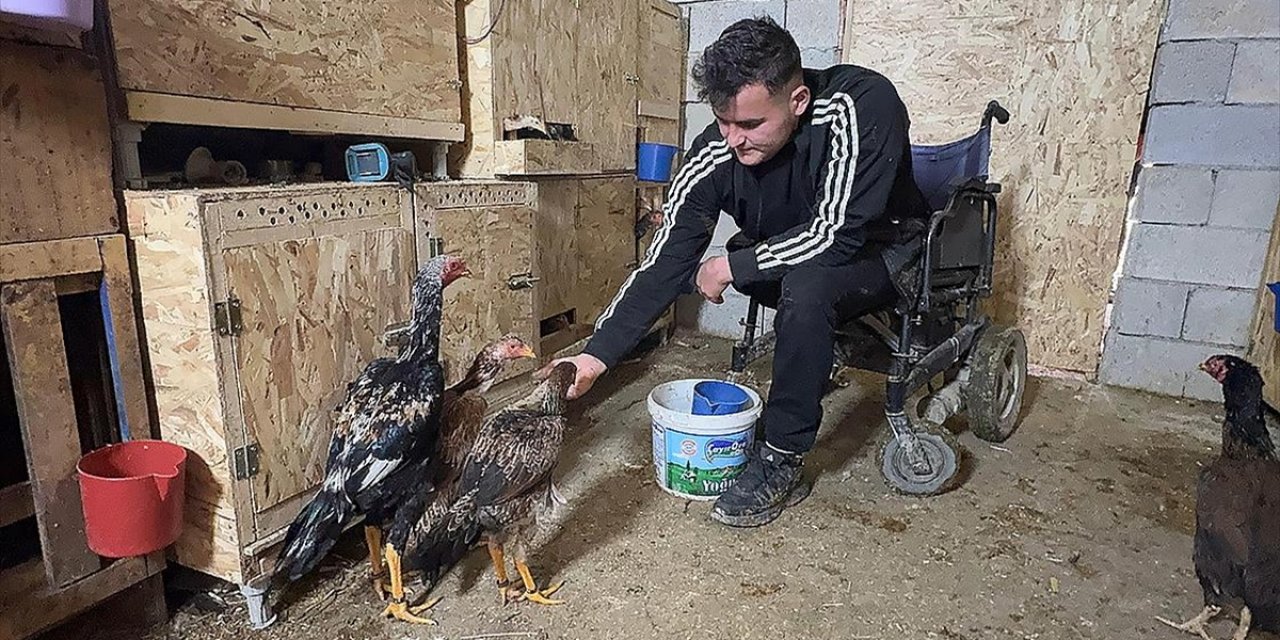 Mandıra Kuran Bedensel Engelli Genç, Tekerlekli Sandalyeyle Ahıra Girip Hayvanlarını Besliyor
