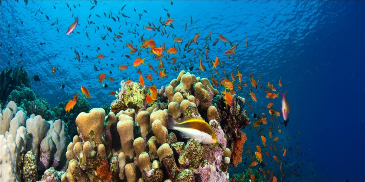 Açık Denizleri Küresel Koruma Altına Alacak Bbnj Anlaşması Yürürlüğe Giriyor