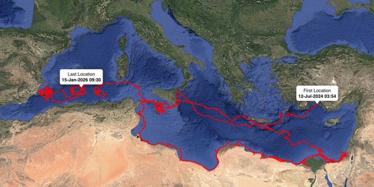 Uydudan İzlenen Caretta Caretta "Gümüş" Yaklaşık 24 Bin Kilometre Katetti