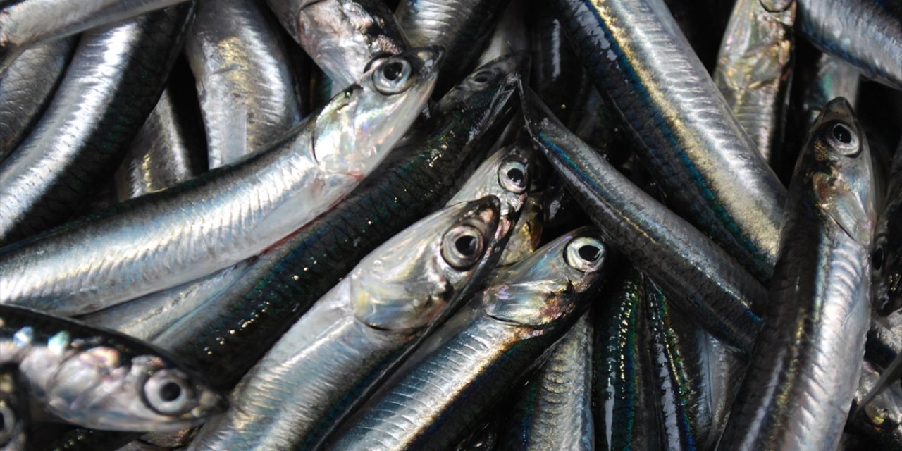 Hamsi İhracatından Elde Edilen Gelir 2025'te Yüzde 7 Arttı