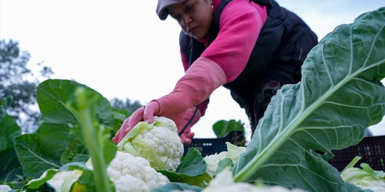 Çiftçilere 226,7 Milyon Lira Tarımsal Destekleme Ödemesi Bugün Yapılacak