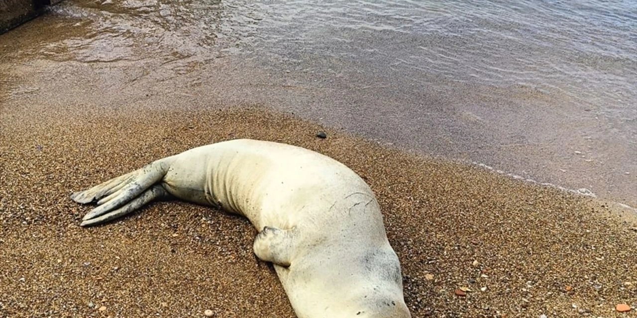 Antalya'da Kıyıya Vuran Akdeniz Foku Yeniden Denizle Buluşturuldu