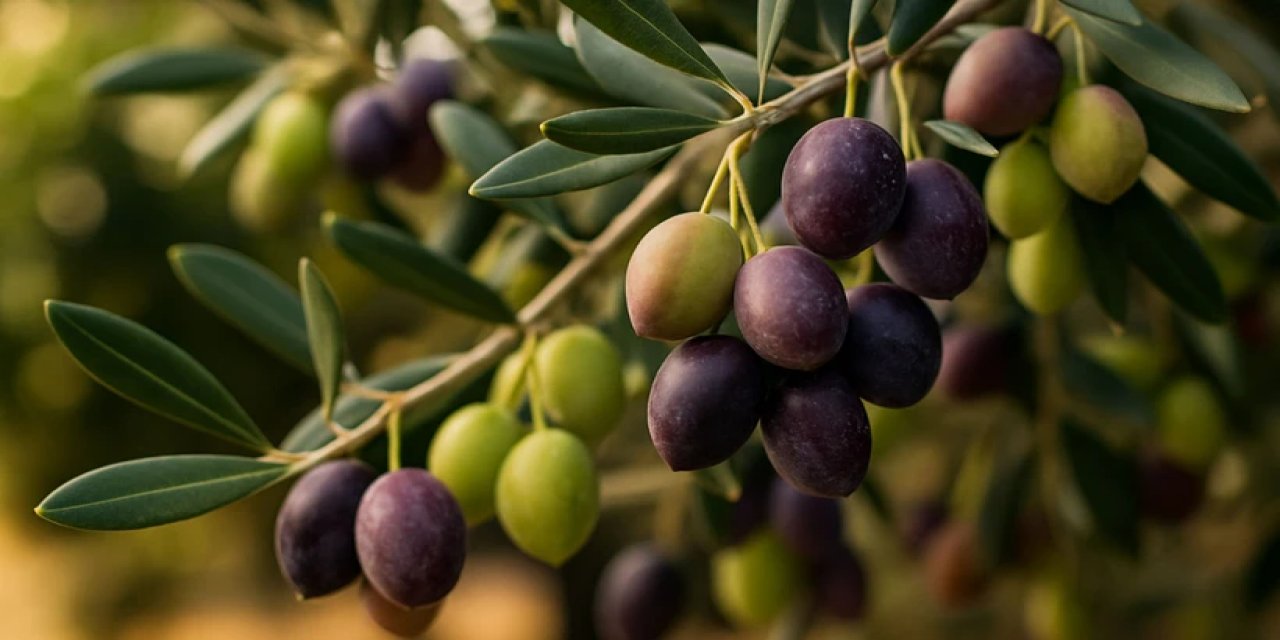 Zeytin Sektöründen Tepki Çeken Düzenleme!