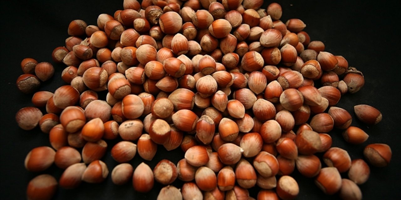 Türk Fındığı 2025'te 122 Ülkede Alıcı Buldu