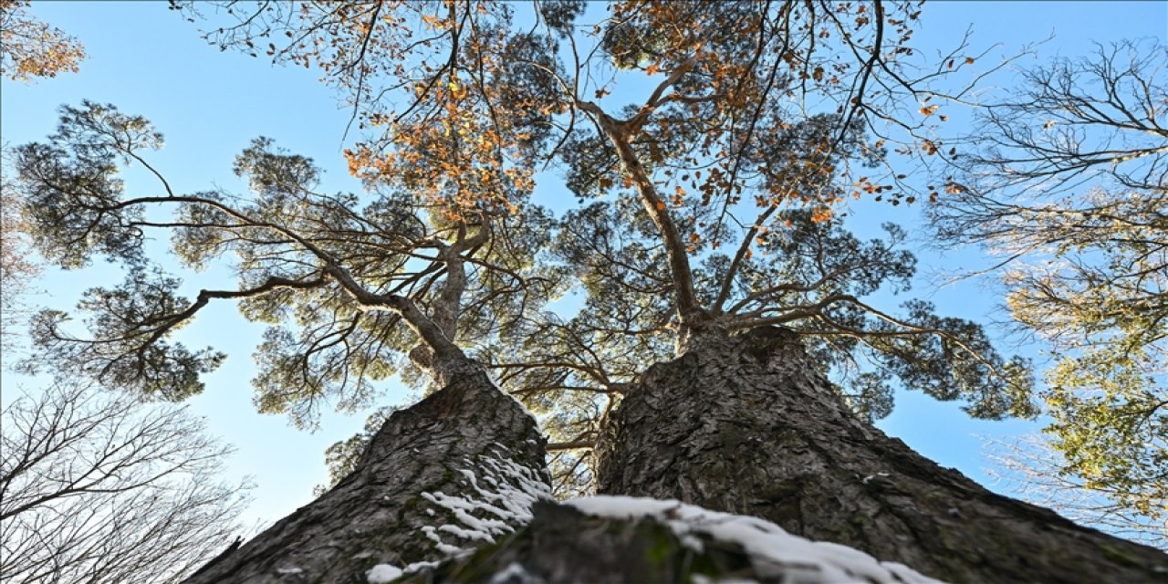 İstanbul'un Anıt Ağaçları Yüzyılların Hafızasını Ayakta Tutuyor