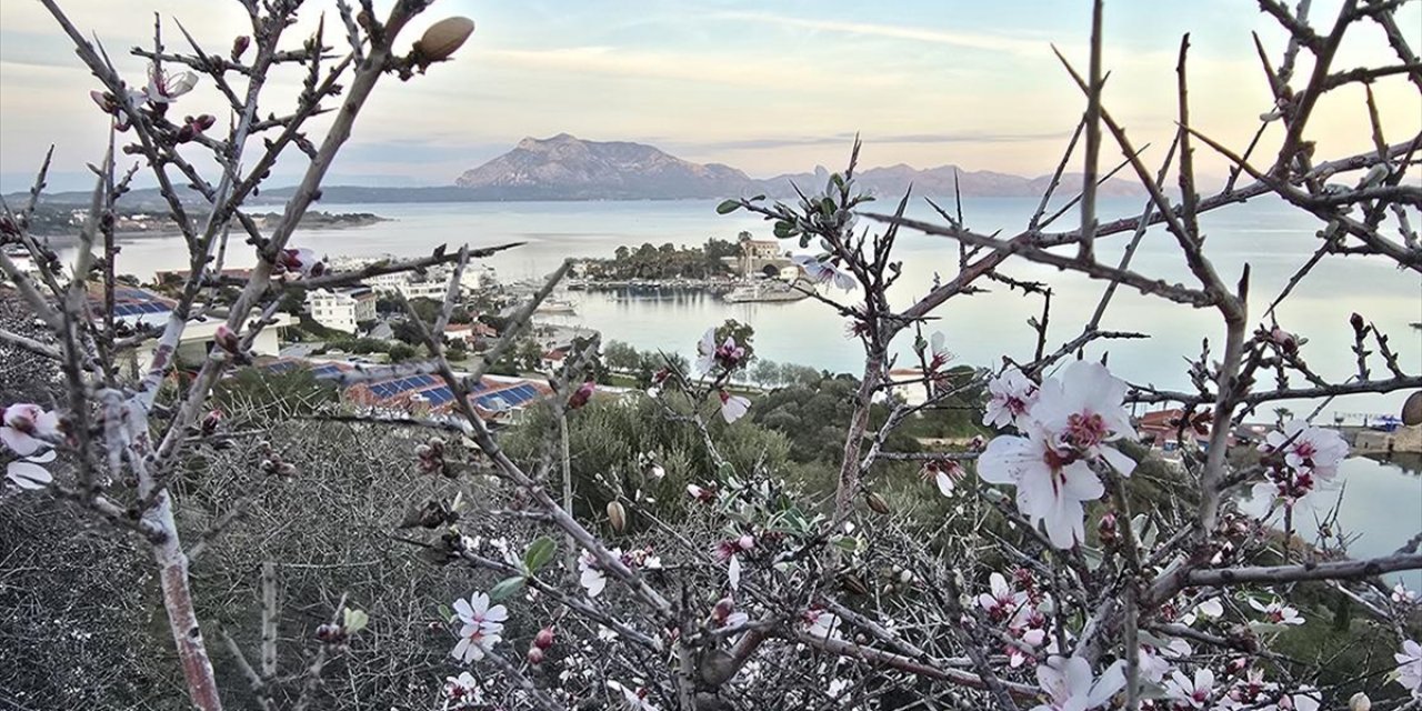 Datça'da Badem Ağaçları Çiçek Açtı