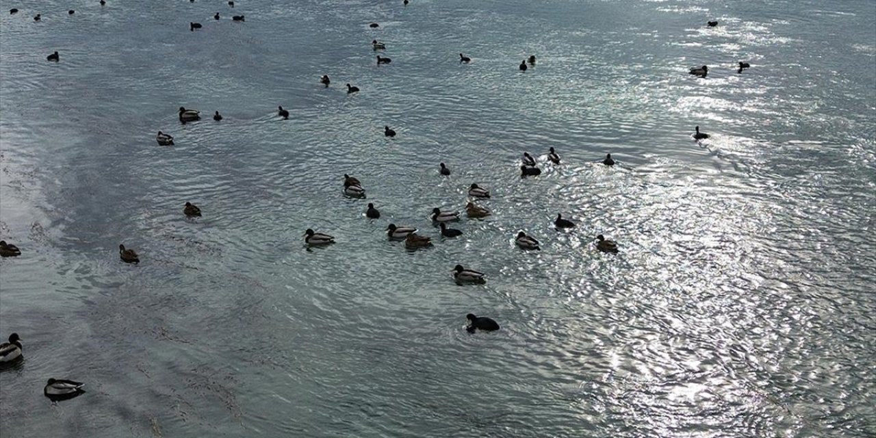 Kızılırmak'taki Yaban Ördeği Yoğunluğu Dronla Görüntülendi
