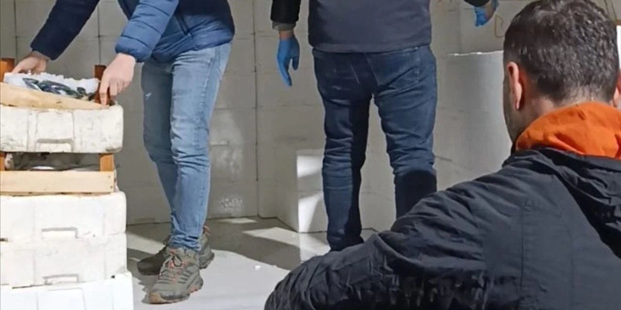 Samsun'da Yasal Boy Sınırının Altında 3 Ton Mezgit Ele Geçirildi