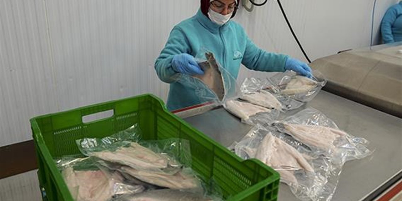 Karadeniz'in Su Ürünleri İhracatı Geçen Yıl 400 Milyon Doları Aştı